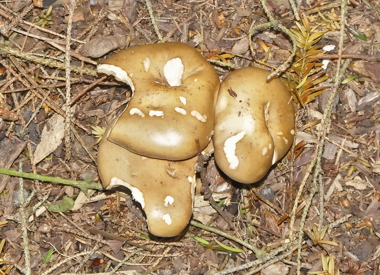 Fungo d''oltre manica